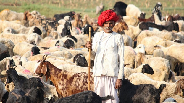 rabari